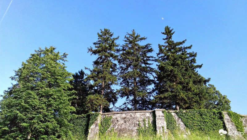 Hatalmas fenyők, kőfal és növő Hold a Szent-Mihály temetőben