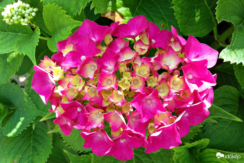 A hortenzia is beindult... :)