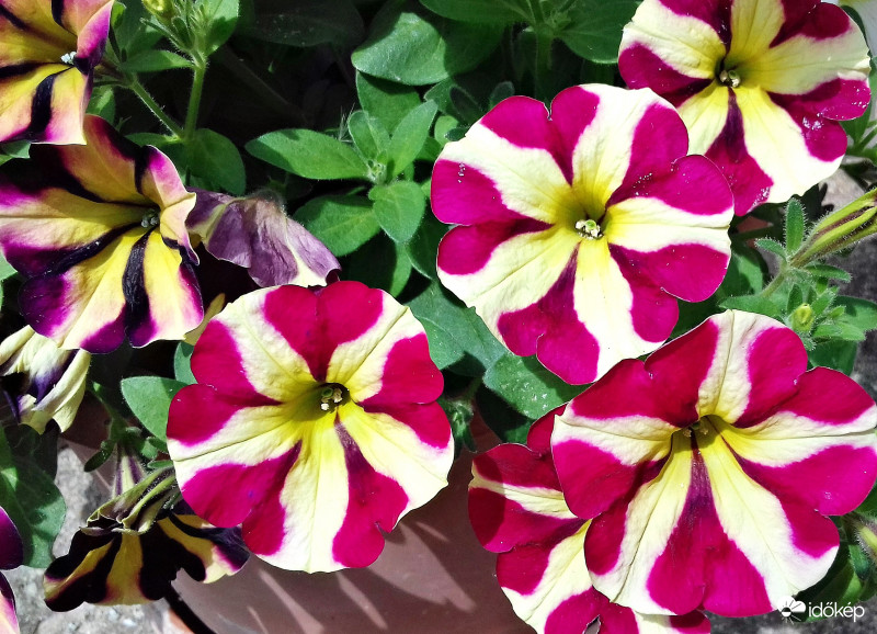 Petúnia tarka "ruhában" :)