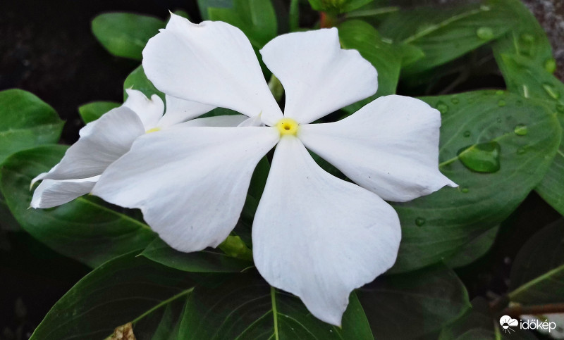 Rózsameténg vagy Vinka (fehér)