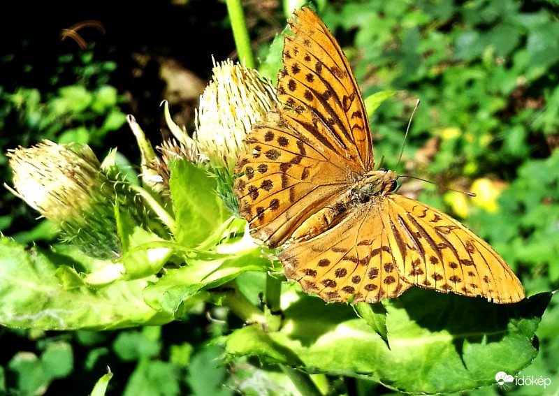 Zöld erdőben jártam, szép pillangót találtam 1. :)