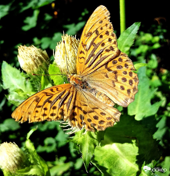 Zöld erdőben jártam, szép pillangót találtam 2. :)