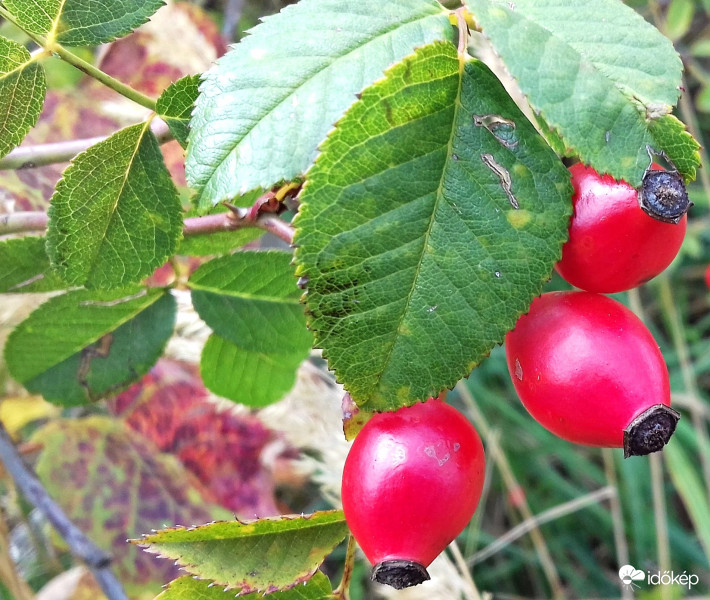 Piroslik a csipkebogyó :)