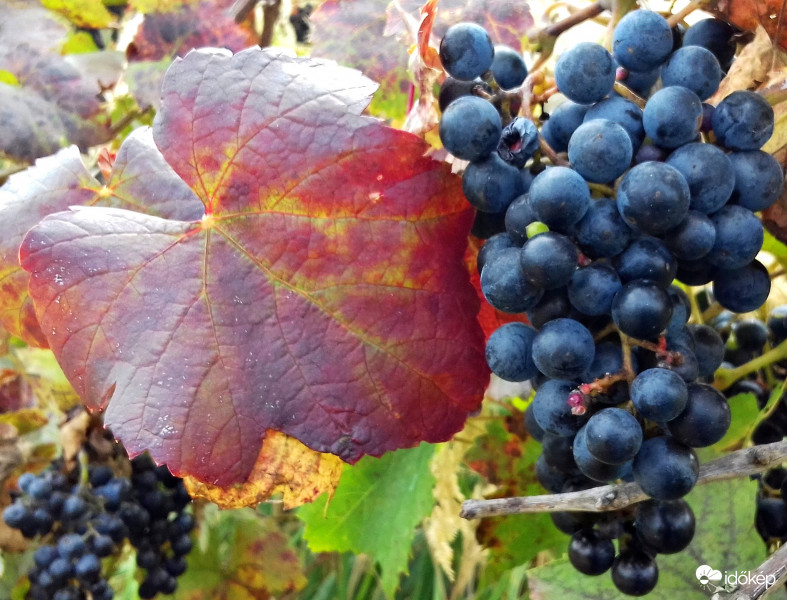Ami a szüret után maradt... :)