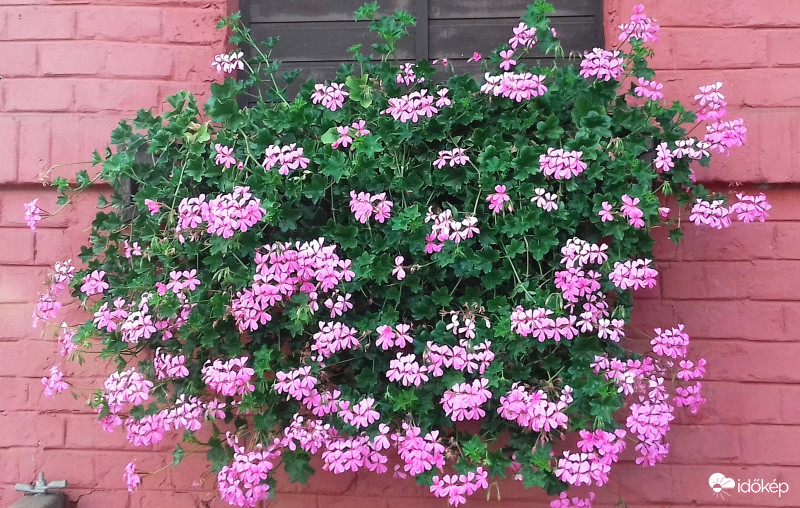 Rózsaszín a rózsaszínen... :)