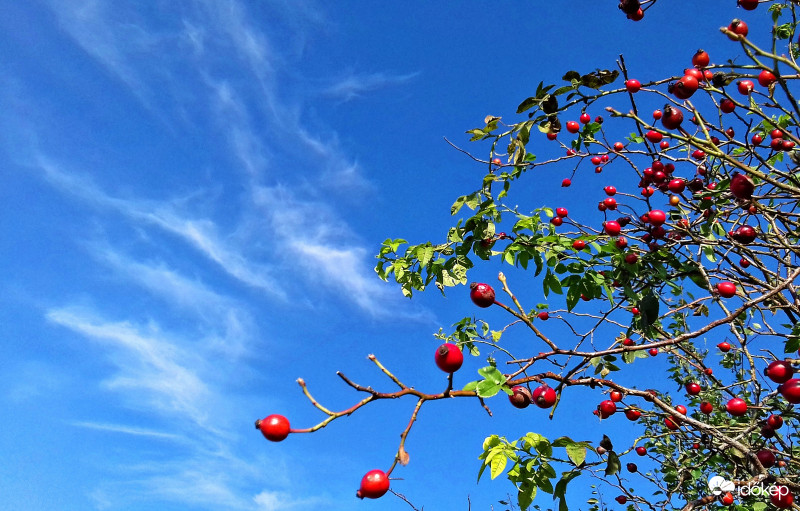 Csipkebokor "cirrus-keretbe" foglalva :)