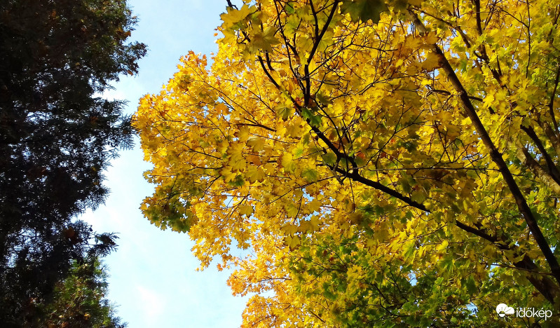 Az ősz színei alulnézetből :)