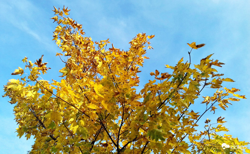 Sárga és kék... :)