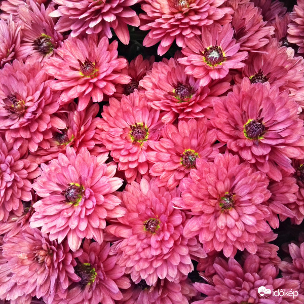 Egy csokor krizantém 