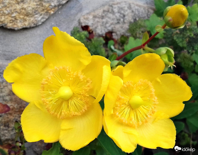 Számomra ismeretlen sárga szépség :)