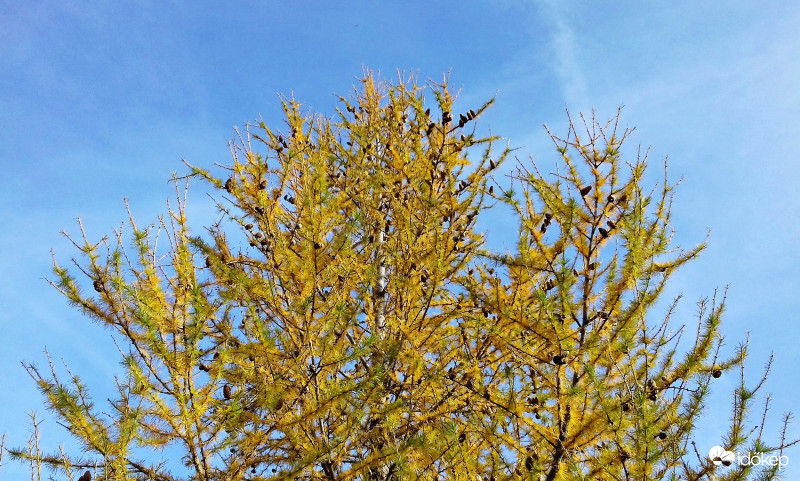 Lombhullató fenyő sárgába öltözve, mikor még szép volt az idő 1. :)
