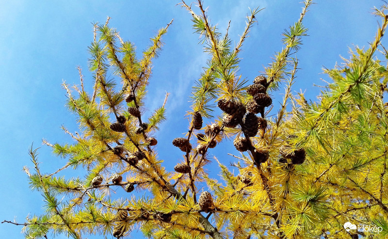 Lombhullató fenyő sárgába öltözve, mikor még szép volt az idő 2. :)