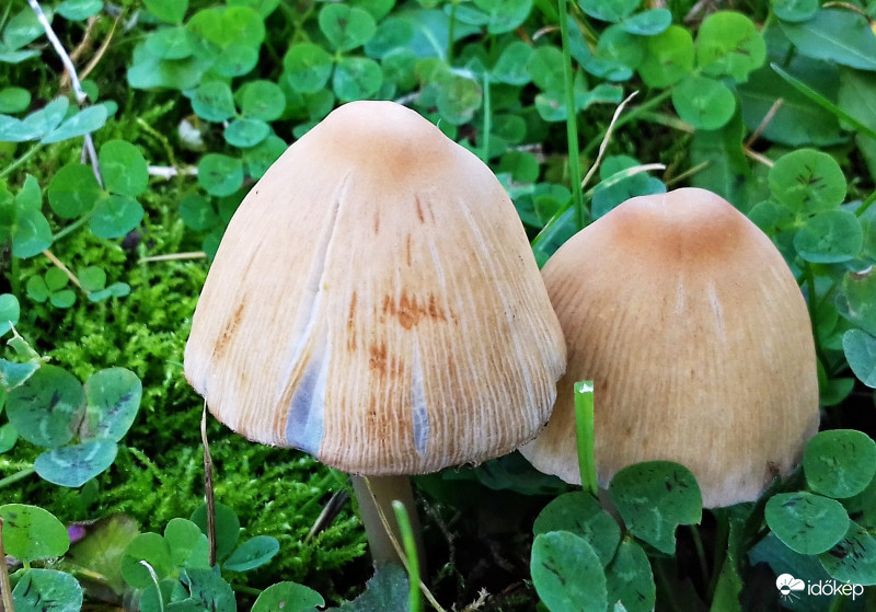 Kettecskén a fűben meglapulva :)