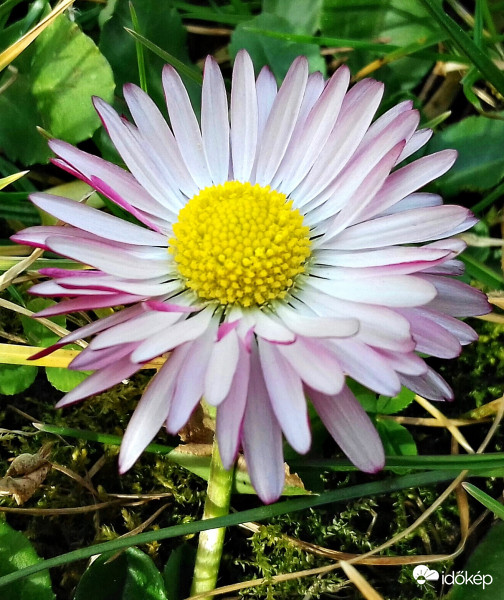 Egy szál egyszerű kis szépség :)