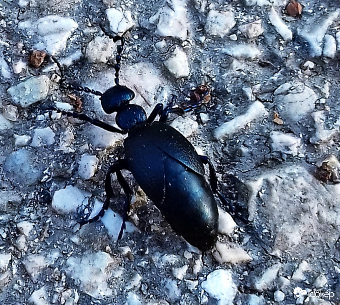 Érdekes idegen... :)