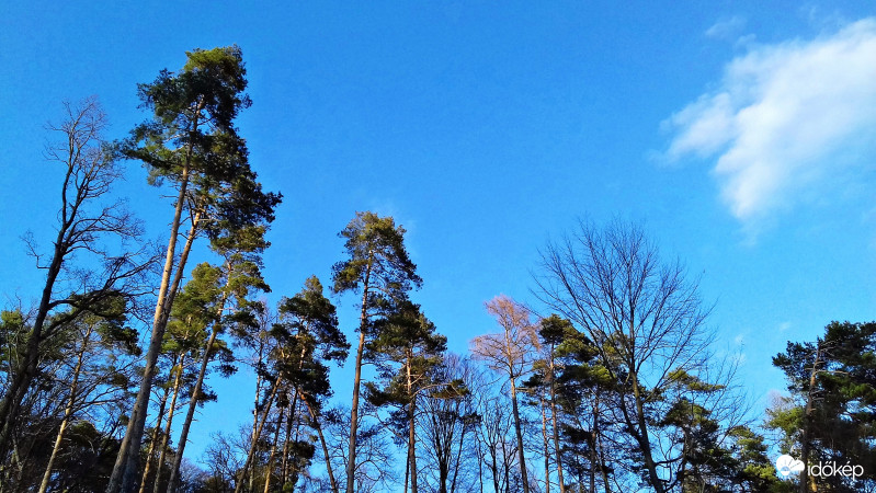 Hatalmas fenyők a Fehér úti tónál 1.