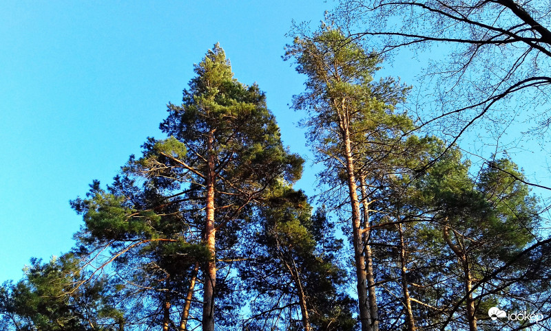 Hatalmas fenyők a Fehér úti tónál 2.