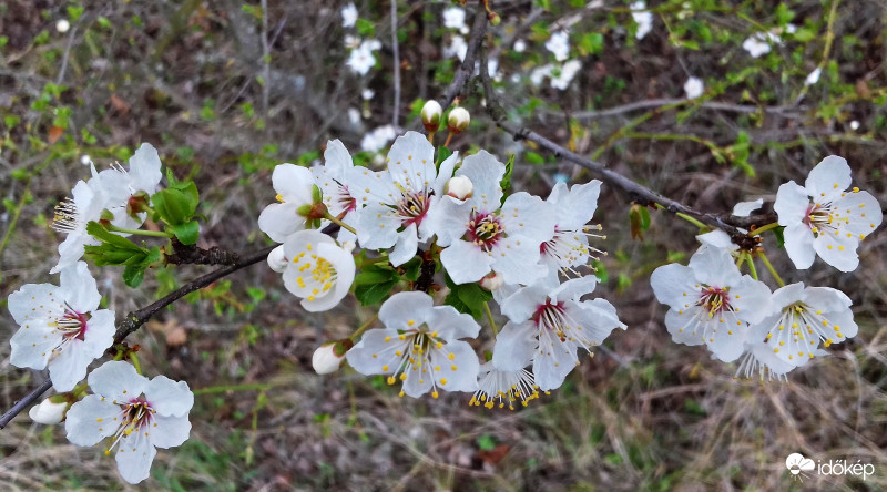 Virágba borult fák múlt hértől :)