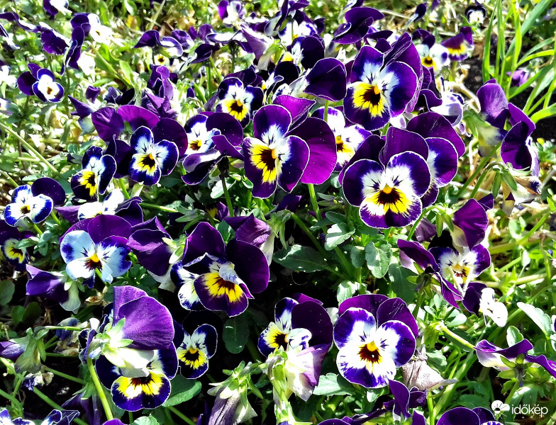 Árvácskák sokasága :)