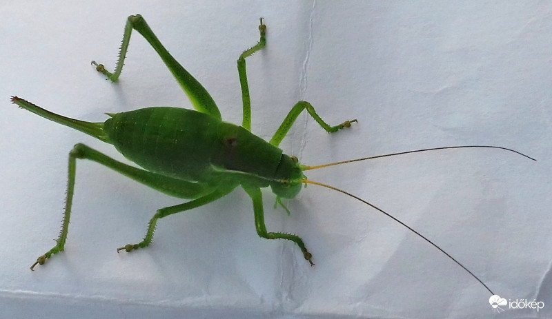 Egy "hívatlan vendég" a papírtáskán :)