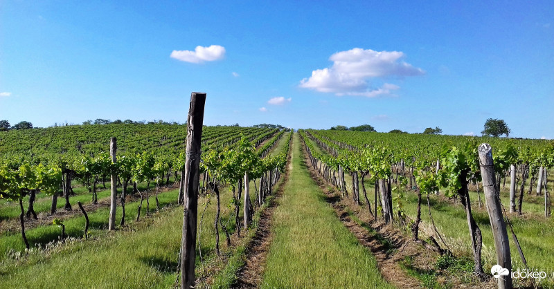 Gyönyörű szőlősorok "lejtő-perspektívából" :)