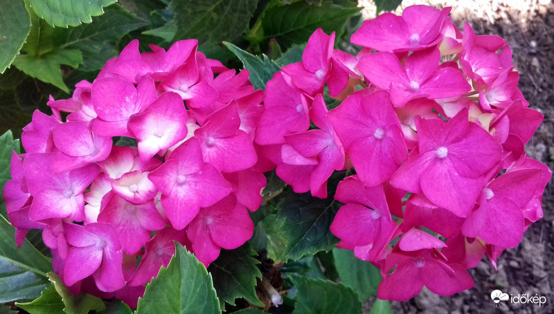 Hortenzia teljes pompájában :)