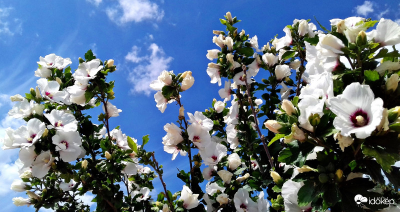 Ég felé törő mályvacserje :)