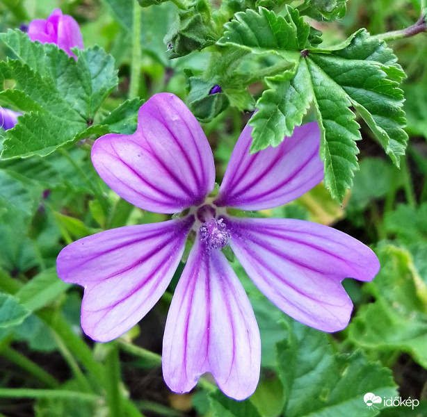 Meglepően szép a közönséges mályva (papsajtmályva) is! :)
