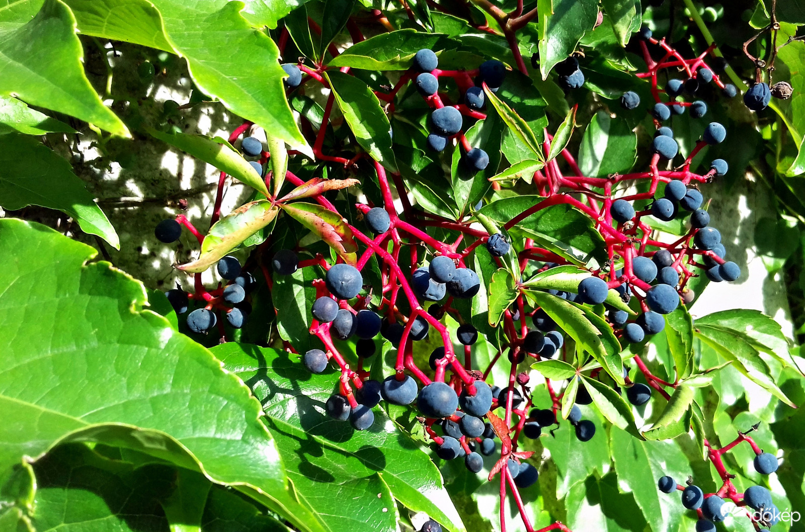 Vadszőlő és termése :)