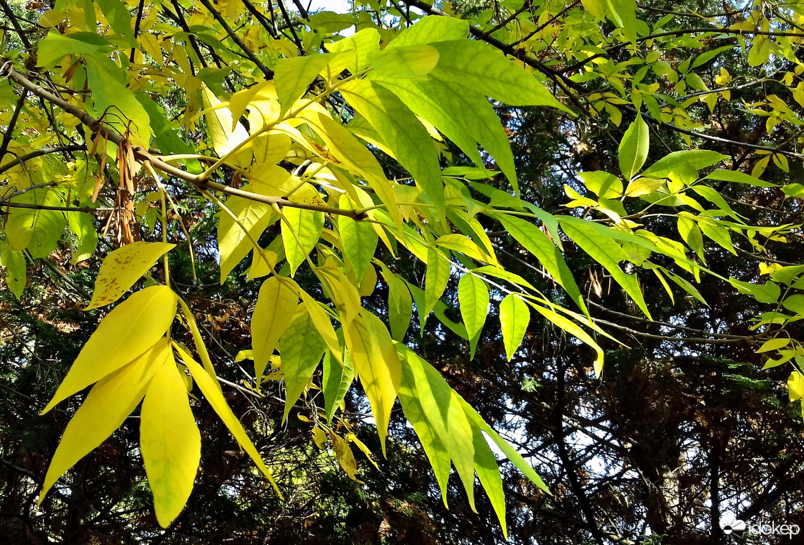 Őszi napsütésben :)