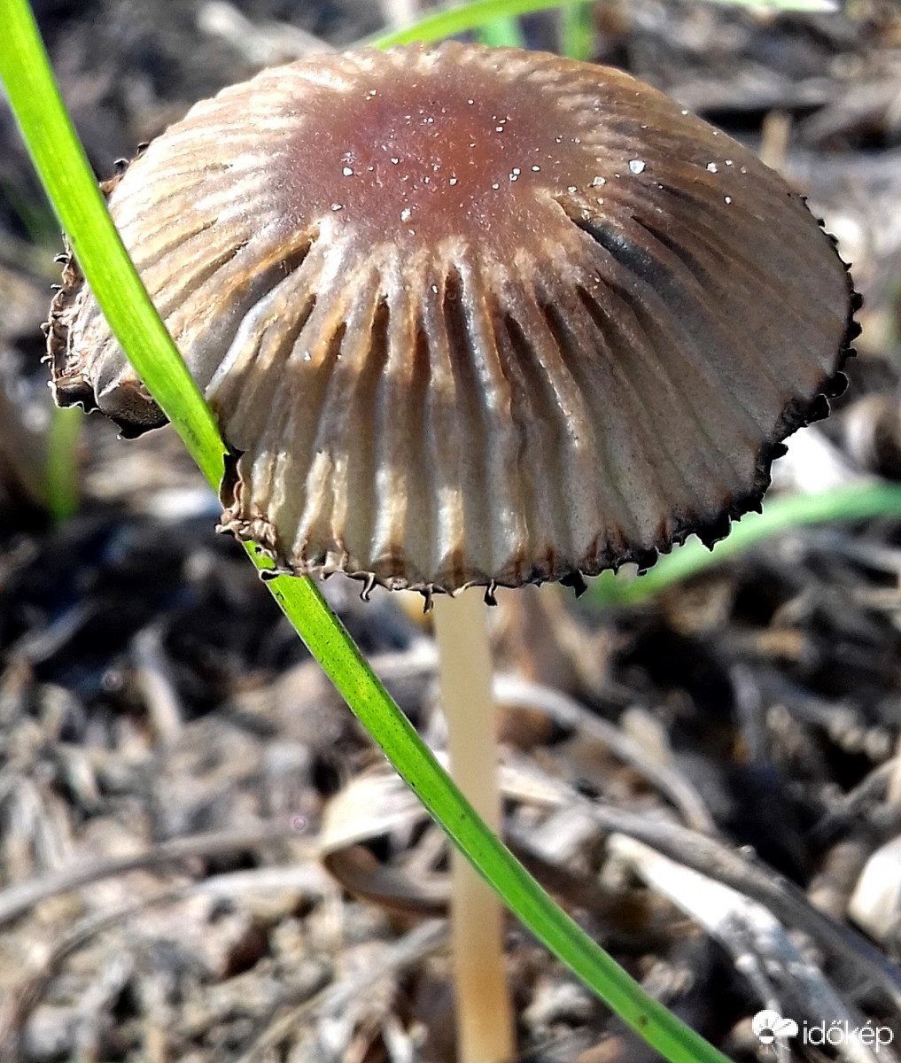 Gombácska egy csipetnyi zölddel :)
