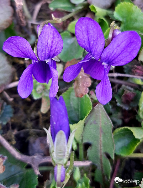 Hárman párban... :)