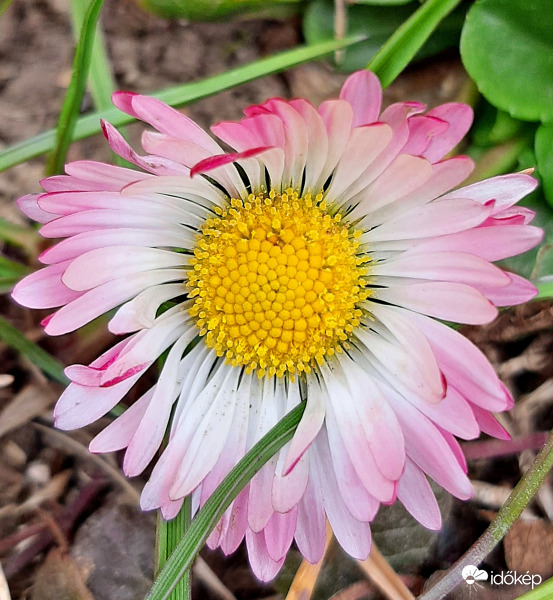 Csak egy kis szerény szépség... :)