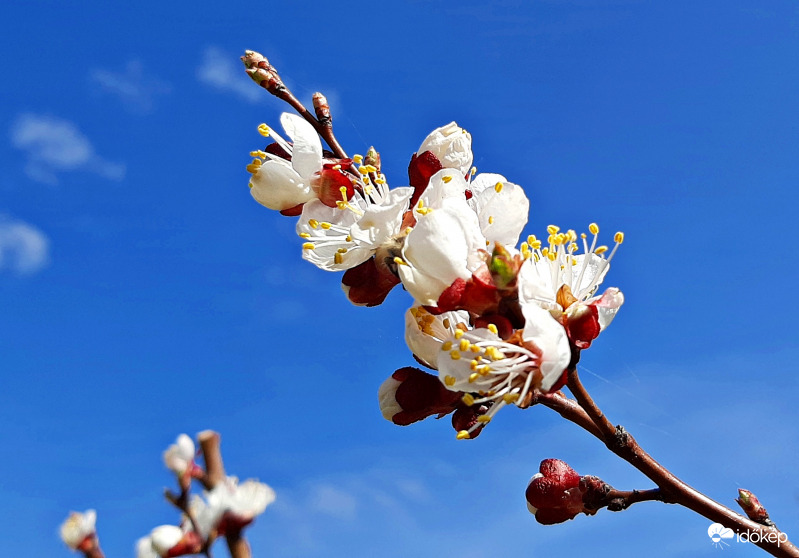 Virágzó sárgabarackfa :)