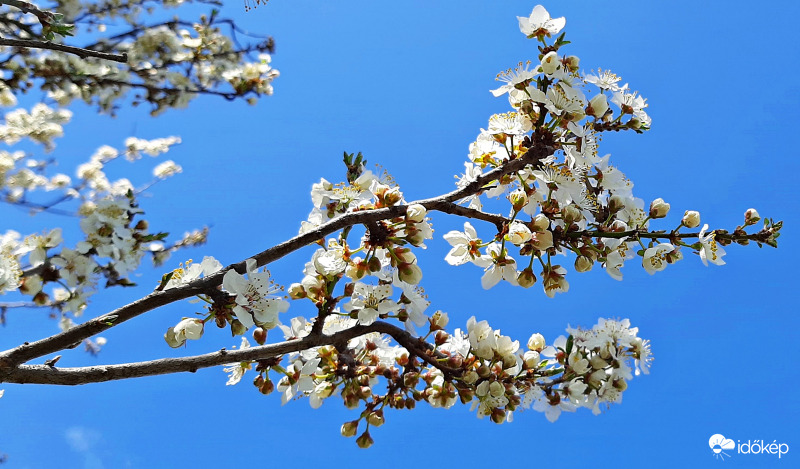 Virágzó fák falusi idillben 2. :)