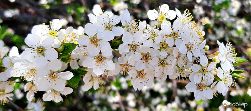 Virágzó fák falusi idillben 3. :)