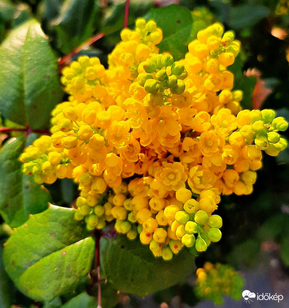 Mahónia a lemenő nap fényében :)