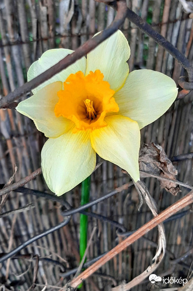 Nárcisz kitűzve (váza helyett itt végezte...)