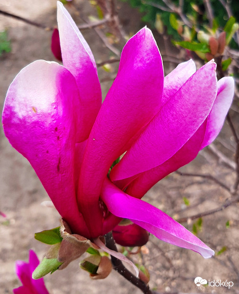 Kínai liliomfa virága :)