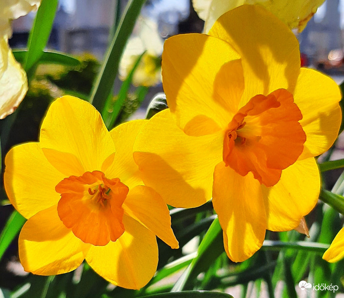 Nárciszok átvilágítva :)