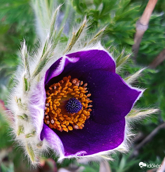 Leánykökörcsin :)