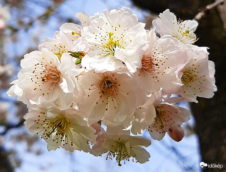 Sopronban is virágba borultak már a fák :)