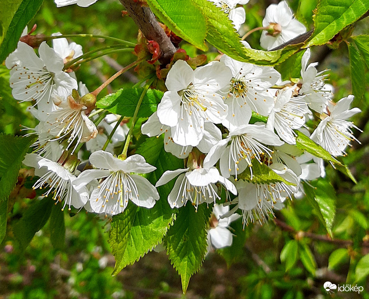 Virágzó cseresznyefa :)