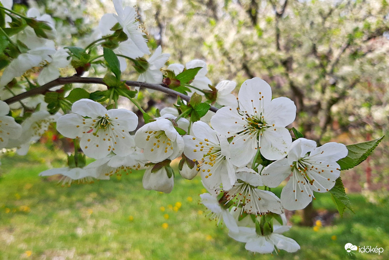 Virágzó cseresznyefa szűrt napfényben :)
