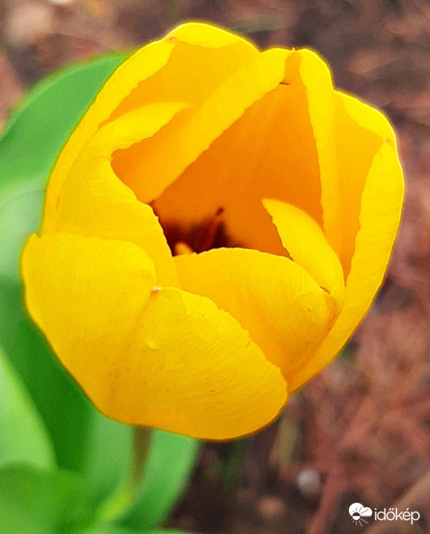 Nyiladozó sárga tulipán :)
