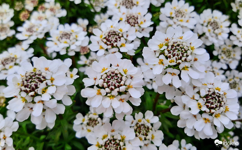 Ernyős tatárvirág