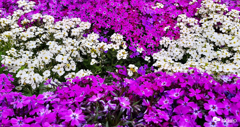 Árlevelű lángvirág fehér kombinációval :)