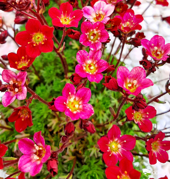 Sötét rózsaszín mohalevelű kőtörőfű (talán) :)