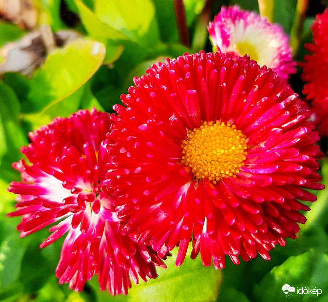 Nemesített százszorszép (kárminpiros) :)