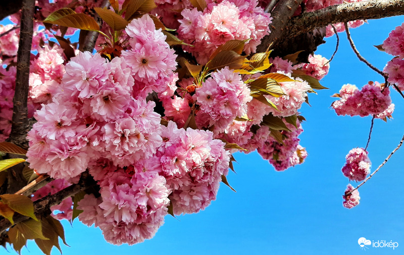 Egy utolsó japán díszcseresznyés a színtiszta kék ég alatt... :)